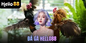 Đá gà Hello88